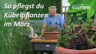 Kübelpflanzen im März auf den Frühling vorbereiten | MDR