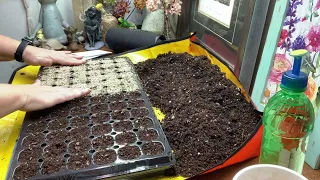 Starting Begonias from Seed