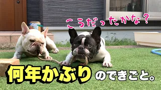 【感激！】何年かぶりに弟犬に勝負を挑む兄犬