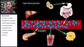 Blood Glucose Regulation Diabetes Drugs