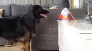 Dog and soap bubble machine