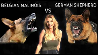 BELGIAN MALINOIS VS GERMAN SHEPHERD DOG - WHO IS KING?