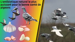 The most powerful natural antibiotic for good pigeon health