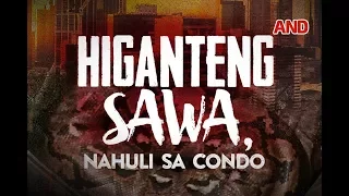 Higanteng sawa, nahuli sa condo