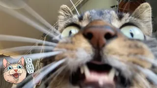 ekekekkekkek - cat chirping closeup