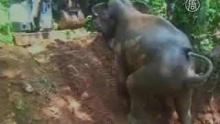 Слонёнка, упавшего в колодец, удалось достать (новости)