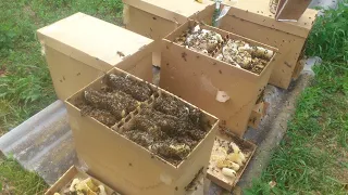 Приехали пчелопакеты