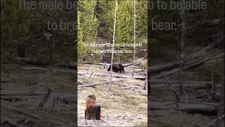 male bear kills cub