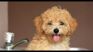 Maltipoo - Comprehensive Dog Review with Compilation