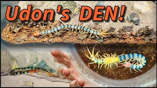 RAISING PET CENTIPEDE | D colony