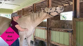 Veda a Pregnant Mare who Needed a Massage to Release Head Tension Part 1