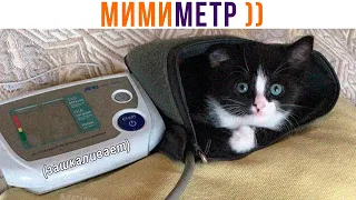 МИМИМЕТР в реальной жизни ))) Приколы с котами | Мемозг 1140