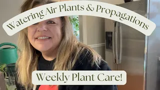 Weekly Plant Care Routine: Tips and Tricks - Showing my Air Plants and Water Babies some Love