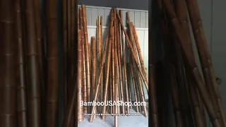 BambooUSAShop.com - Flame Cured Bamboo Waiting For A New Home