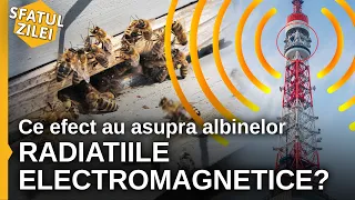 Ce efect au asupra albinelor radiatiile electromagnetice