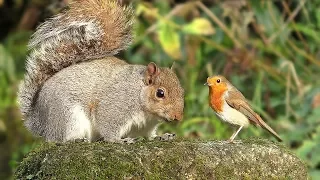 Videos for Cats to Watch - Birds and Squirrel Time