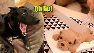 Oh No! Dogs Moments - Funny Dog And Cat Video - Life Funny Pets Video 2020