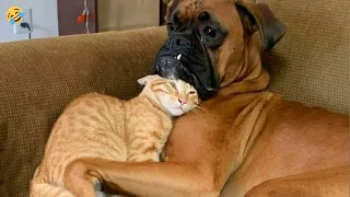 FUNNY CATS and DOGS 🐱🐶 Clumsy Mom Cats 🙃 Talking Cats 😹 New Funniest Animals Videos 2023 😂