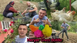 ÇOK GÜZEL CİVCİ ÇIKIMI OLDU~KÖY İŞLERİ FİDE DİKİMİ DEVAM EDİYOR