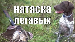 Натаска легавых собак для охоты