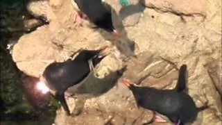 Penguin Behavior: Rockhoppers' Ecstatic Display