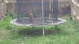 Wild Fox On Trampoline