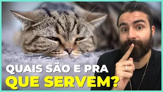 Os Estágios Da Doença Renal Crônica Em Gatos