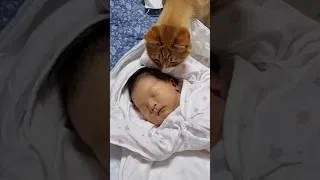 터줏대감 고양이와 신생아 첫 만남은 과연?!!