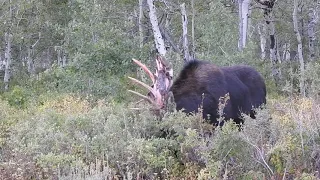 Bull Moose Tearing up the Brush  2019