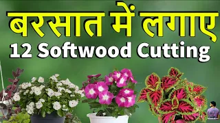 सॉफ्ट कटिंग से लगने वाले 12 पौधे। Grow These Softwood Cutting In Rainy Season .