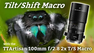 Tilt/Shift Macro? Field Review of the TTArtisan 100mm Macro (w/ binaural birds)