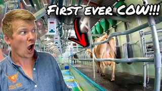 BIGGEST DAY OF MY LIFE... THE FIRST EVER MILKING IN BRAND SPANKING NEW PARLOUR!!!