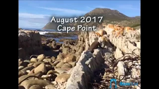 Cape Clawless Otter in Cape Town