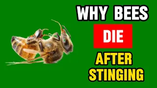 Beelieve It or Not: Why Do Bees Die After Stinging?