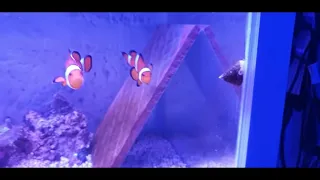 How To Breed Clownfish Part 1