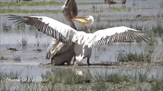 Pelicans Fighting Over food