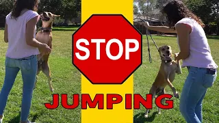 Train Your Dog Not to JUMP on People