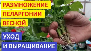 Герань укорениться за счинанные часы сделайте так. Результат 100%