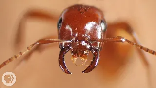 Kidnapper Ants Steal Other Ants' Babies - And Brainwash Them | Deep Look