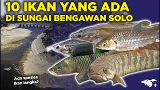 JARANG TAHU! 10 IKAN YANG ADA DI SUNGAI BENGAWAN SOLO ASLI INDONESIA