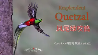 凤尾绿咬鹃，Resplendent Quetzal,  哥斯达黎加，Costa Rica,2023