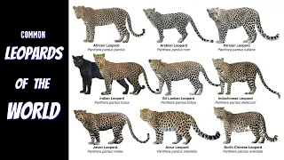 All Common Leopard Sub-species