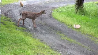 A Curious Playful Doe & 2 Cats