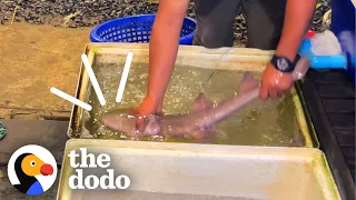 Guy Refuses To Leave Baby Shark At Seafood Restaurant | The Dodo