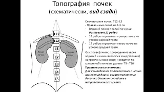 Ультразвуковая анатомия и эхосемиотика структурных изменений почек