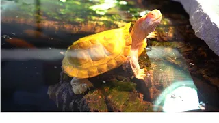 Turtle Cleaning