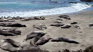Elephant Seals, Big Sur, California