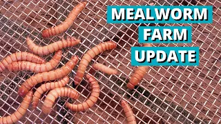 Update on the Mealworm Farm we started to Feed our Chickens (Part2)