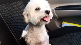 A wonderful girl! - Moments from the life of a cute Maltese dog