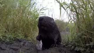 Жизнь бобров. Beaver